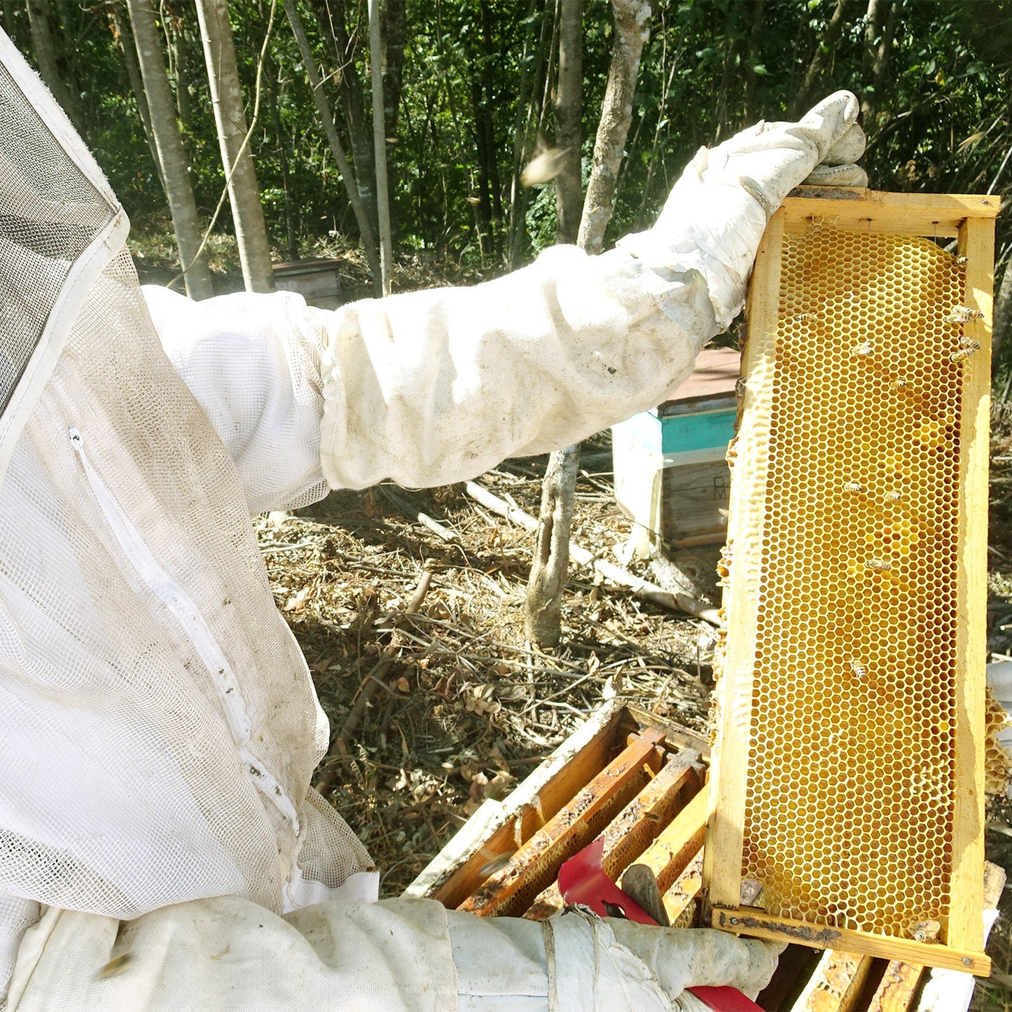 【生豆】JASオーガニック メキシコ シエラ・アスール マウンテンウォータープロセス