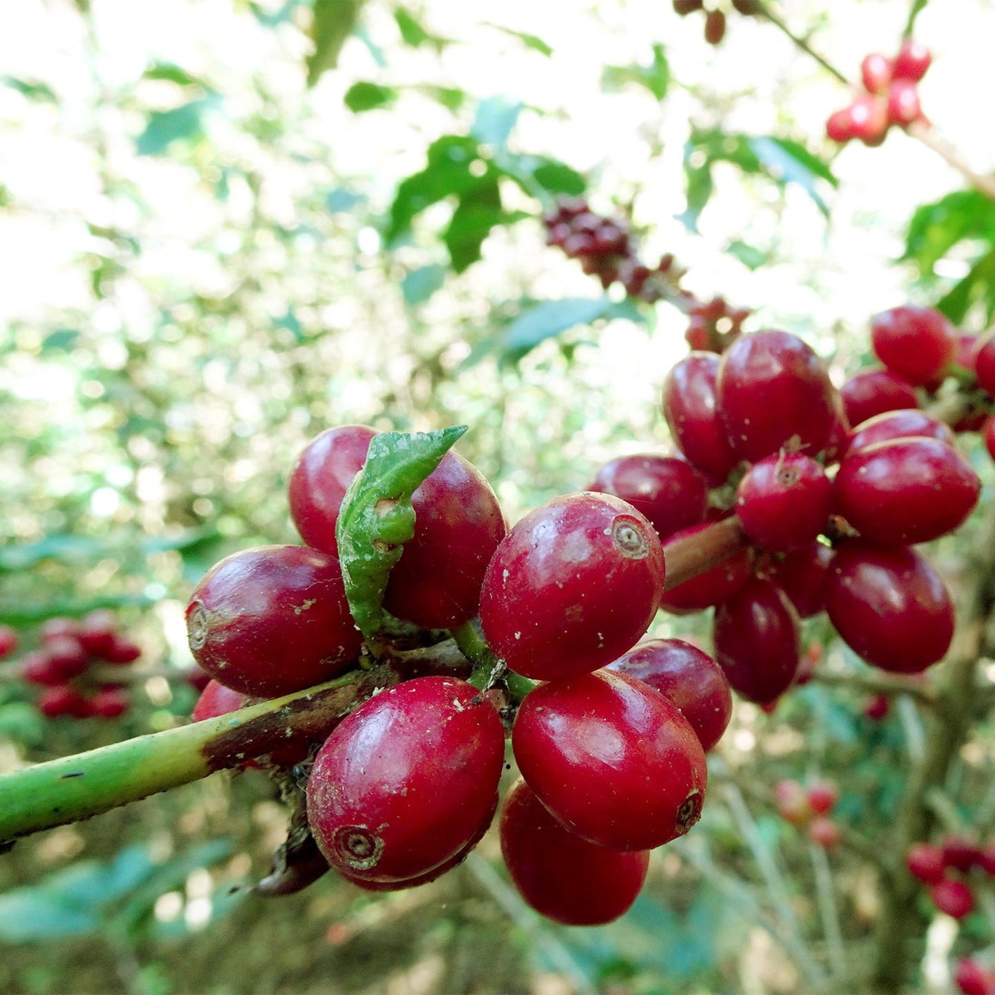 【スペシャルティー(カフェインあり)】JASオーガニック ペルーコチャパンパ 生豆JASマーク付き