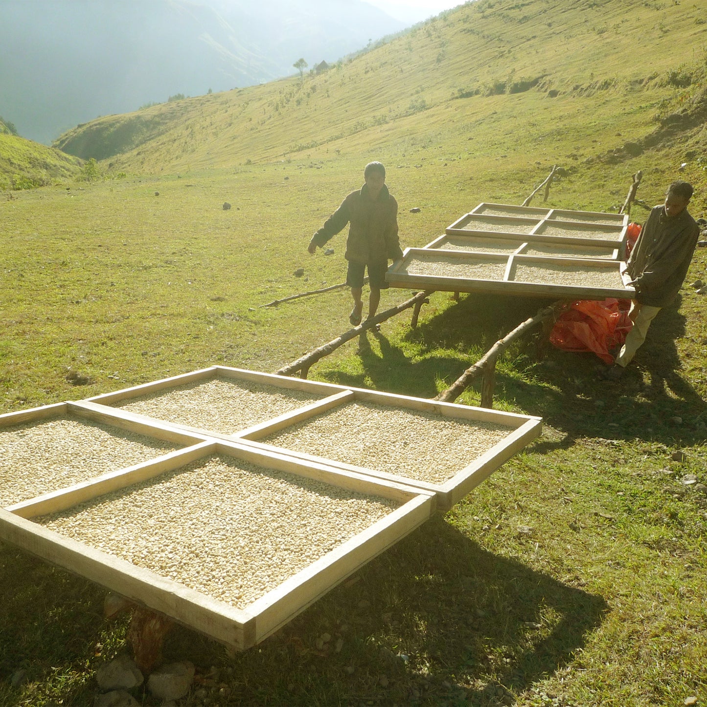 【スペシャルティー(カフェインあり)】JASオーガニック 東ティモールコチャパンパ生豆JASマーク付き