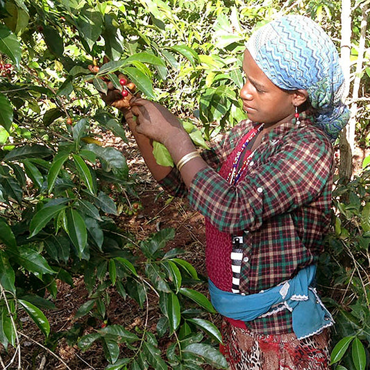 【生豆】オーガニックJAS認証 エチオピア グジ シャキッソ デカフェ マウンテンウォータープロセス
