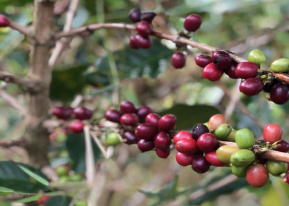 【生豆】オーガニックJAS認証 コロンビアラプラデーラ デカフェ　マウンテンウォータープロセス