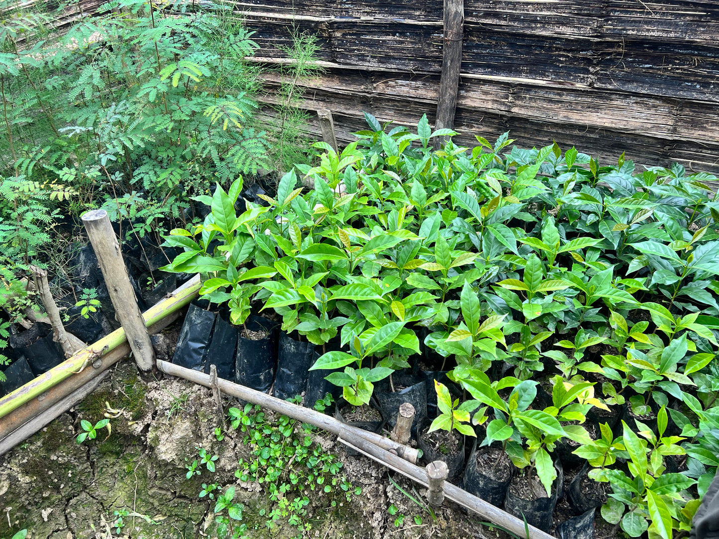 【スペシャルティー(カフェインあり)】JASオーガニック 東ティモールコチャパンパ生豆JASマーク付き