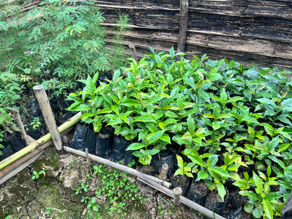 【スペシャルティー(カフェインあり)】JASオーガニック 東ティモールコチャパンパ生豆JASマーク付き