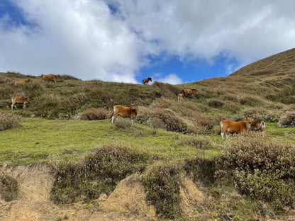 【スペシャルティー(カフェインあり)】JASオーガニック 東ティモールコチャパンパ生豆JASマーク付き