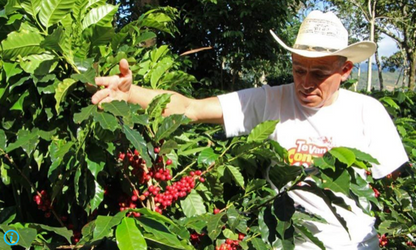 【生豆】オーガニックJAS認証　ホンジュラスコカフカルデカフェ生豆2022-2023　スイスウォーターカナダ製造