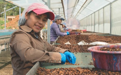 【生豆】オーガニックJAS認証　ホンジュラスコカフカルデカフェ生豆2022-2023　スイスウォーターカナダ製造