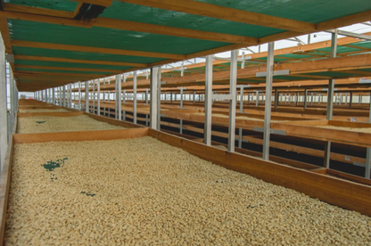 【生豆】オーガニックJAS認証　ホンジュラスコカフカルデカフェ生豆2022-2023　スイスウォーターカナダ製造