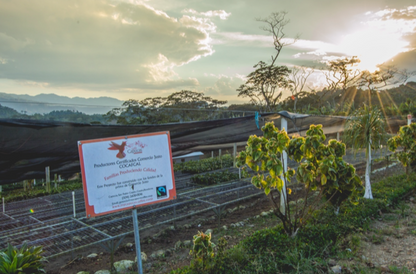 【生豆】オーガニックJAS認証　ホンジュラスコカフカルデカフェ生豆2022-2023　スイスウォーターカナダ製造