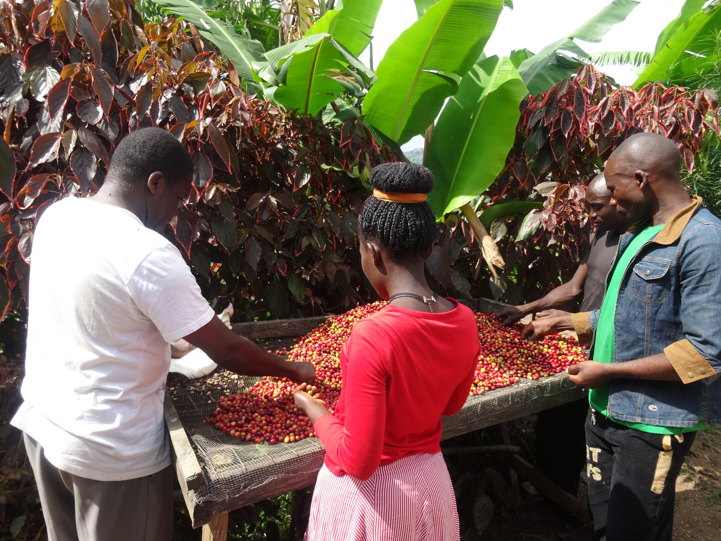 【スペシャルティー(カフェインあり)】JASオーガニック ウガンダチャルンバ　生豆JASマーク付き