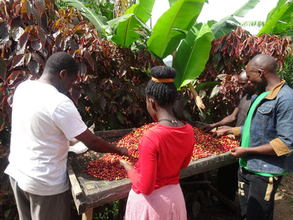 【スペシャルティー(カフェインあり)】JASオーガニック ウガンダチャルンバ　生豆JASマーク付き