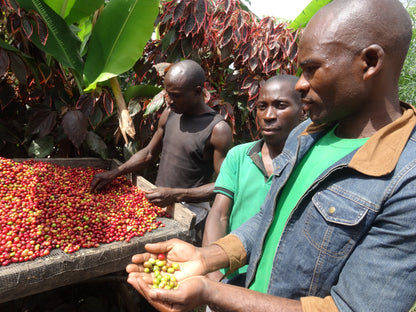 【スペシャルティー(カフェインあり)】JASオーガニック ウガンダチャルンバ　生豆JASマーク付き