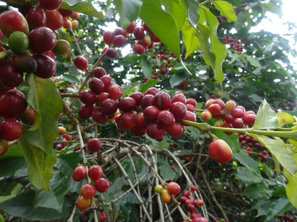 【スペシャルティー(カフェインあり)】JASオーガニック ウガンダチャルンバ　生豆JASマーク付き