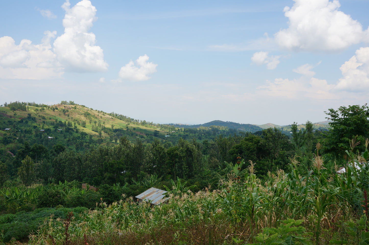 【スペシャルティー(カフェインあり)】JASオーガニック ウガンダチャルンバ　生豆JASマーク付き