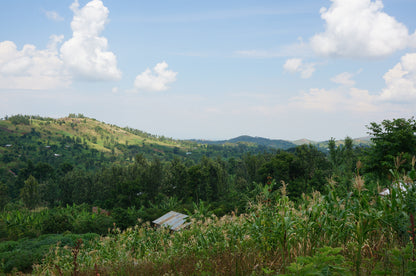 【スペシャルティー(カフェインあり)】JASオーガニック ウガンダチャルンバ　生豆JASマーク付き