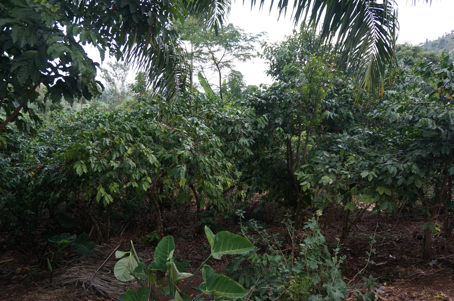 【スペシャルティー(カフェインあり)】JASオーガニック ウガンダチャルンバ　生豆JASマーク付き