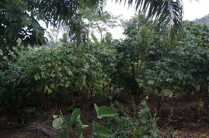 【スペシャルティー(カフェインあり)】JASオーガニック ウガンダチャルンバ　生豆JASマーク付き