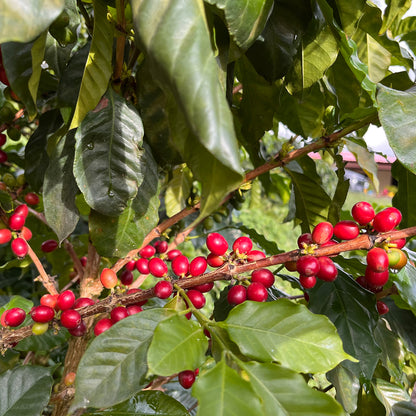 【スペシャルティー(カフェインあり)】JASオーガニック コロンビアパネラ生豆JASマーク付き