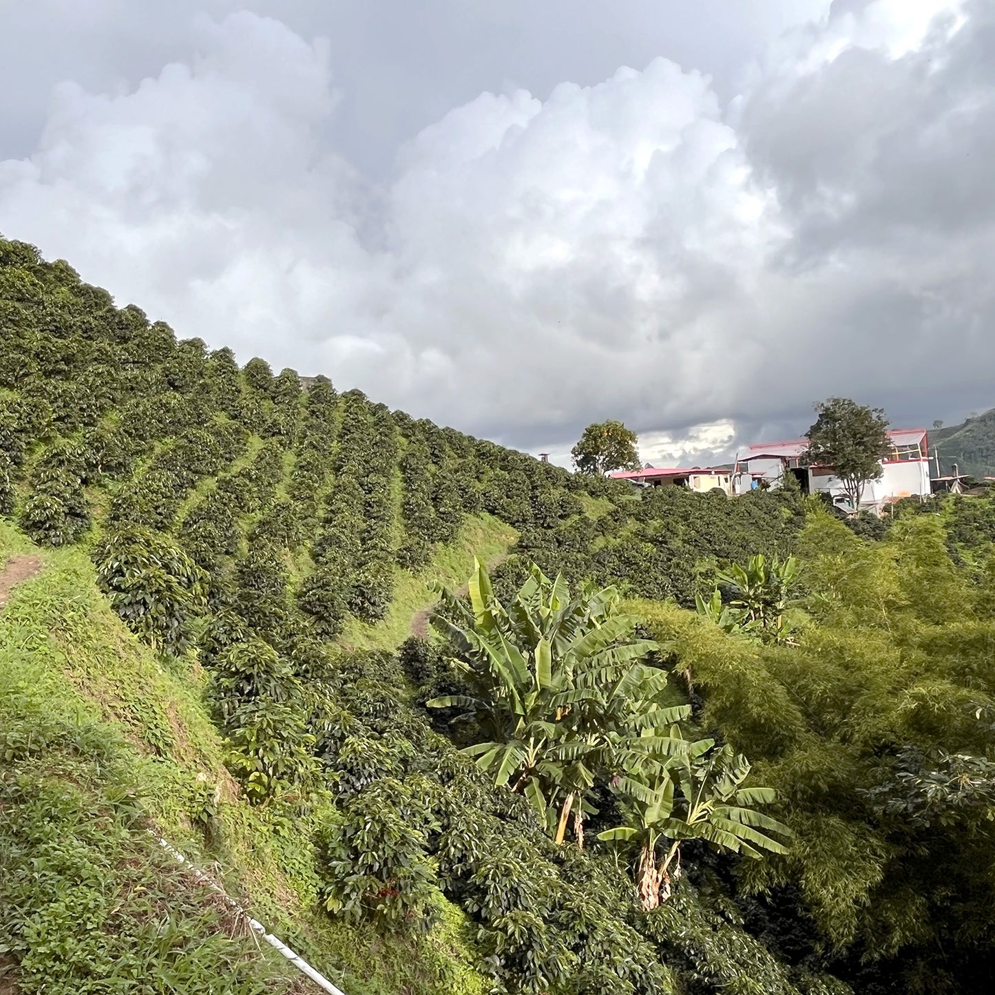 【スペシャルティー(カフェインあり)】JASオーガニック コロンビアパネラ生豆JASマーク付き