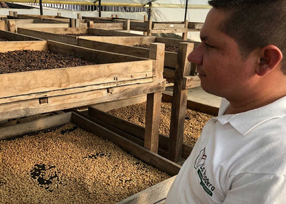 【生豆】オーガニックJAS認証 コロンビアラプラデーラ デカフェ　マウンテンウォータープロセス