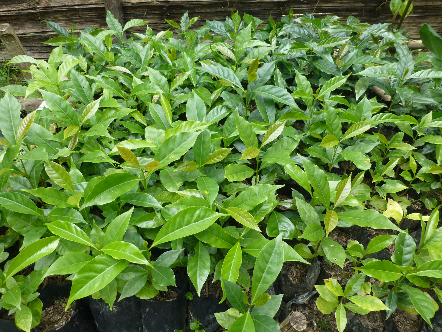 【スペシャルティー(カフェインあり)】JASオーガニック 東ティモールコチャパンパ生豆JASマーク付き