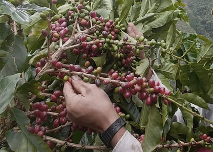 【生豆】オーガニックJAS認証 コロンビアラプラデーラ デカフェ　マウンテンウォータープロセス