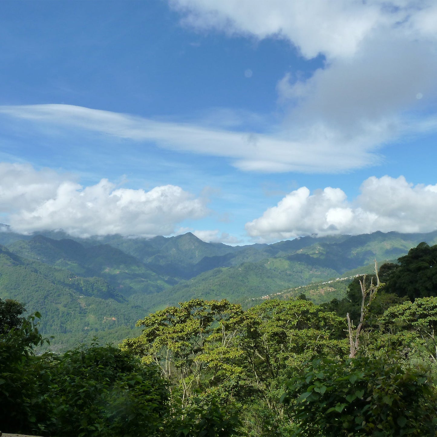 【生豆】JASオーガニック メキシコ シエラ・アスール マウンテンウォータープロセス