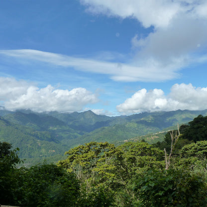 【スペシャルティー(カフェインあり)】JASオーガニック メキシコ シエラ・アスール 生豆JASマーク付き