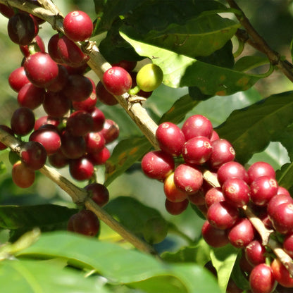 【生豆】JASオーガニック メキシコ シエラ・アスール マウンテンウォータープロセス