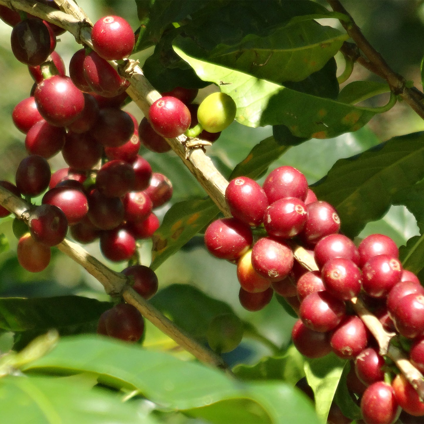 【スペシャルティー(カフェインあり)】JASオーガニック メキシコ シエラ・アスール 生豆JASマーク付き