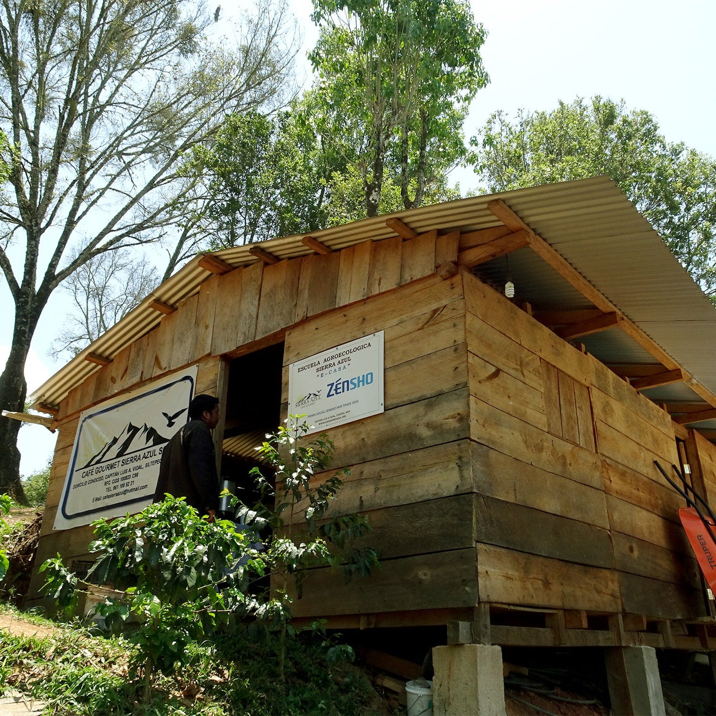 【生豆】JASオーガニック メキシコ シエラ・アスール マウンテンウォータープロセス