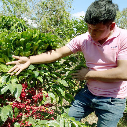 【生豆】JASオーガニック メキシコ シエラ・アスール マウンテンウォータープロセス