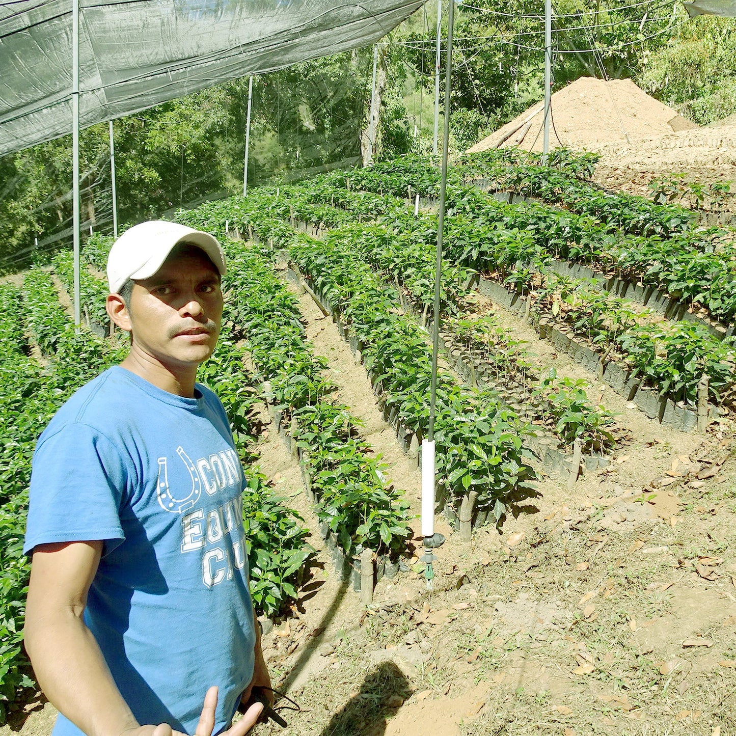 【生豆】JASオーガニック メキシコ シエラ・アスール マウンテンウォータープロセス