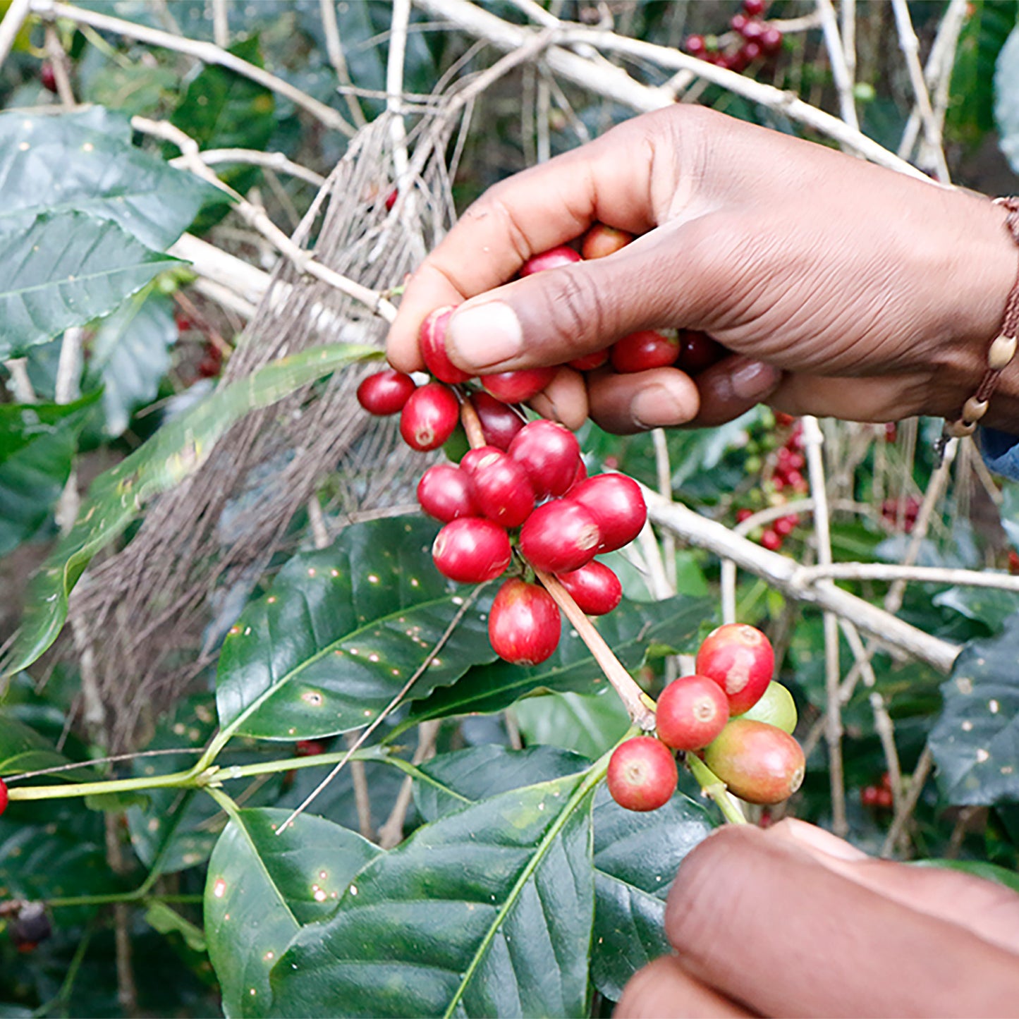 【スペシャルティー(カフェインあり)】JASオーガニック 東ティモールコチャパンパ生豆JASマーク付き