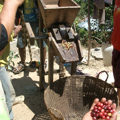【スペシャルティー(カフェインあり)】JASオーガニック 東ティモールコチャパンパ生豆JASマーク付き