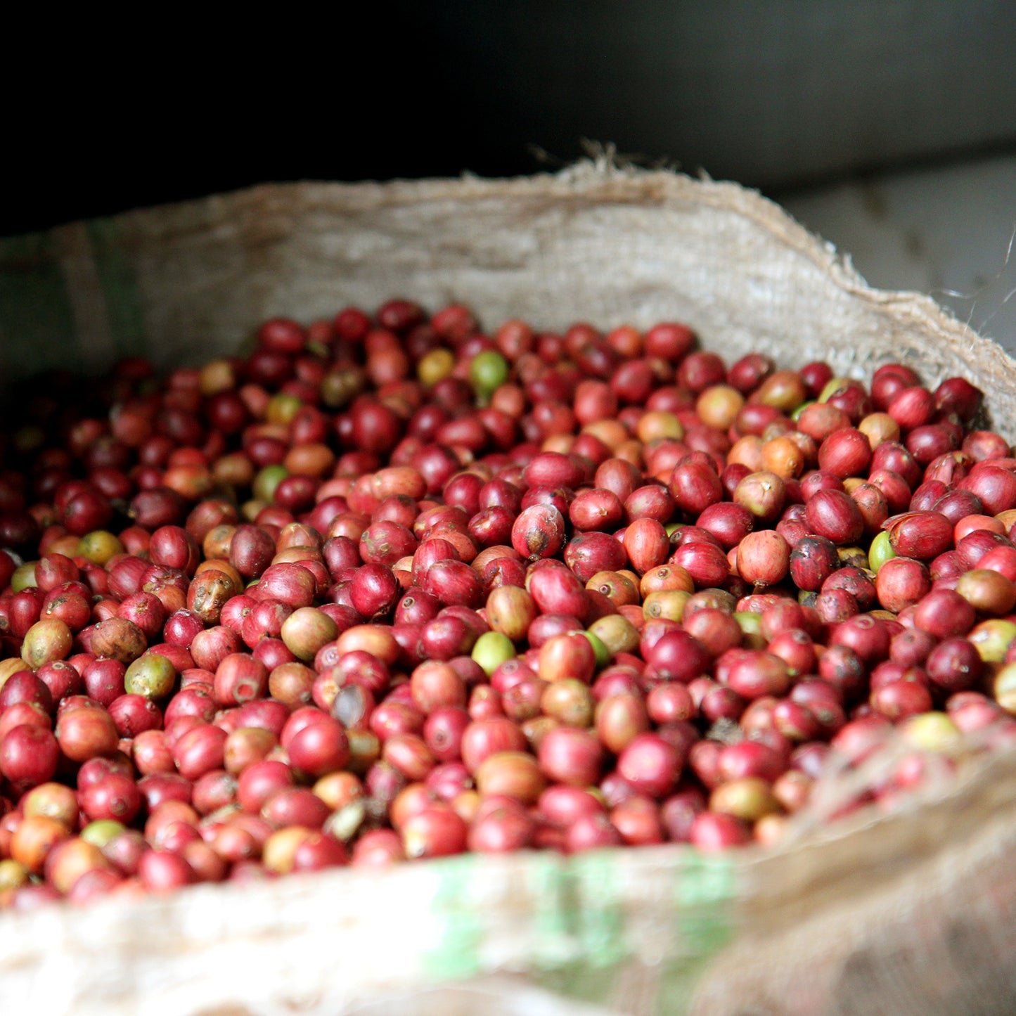 【スペシャルティー(カフェインあり)】JASオーガニック ルワンダミコフ生豆JASマーク付き