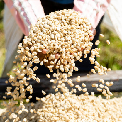 【スペシャルティー(カフェインあり)】JASオーガニック ルワンダミコフ生豆JASマーク付き