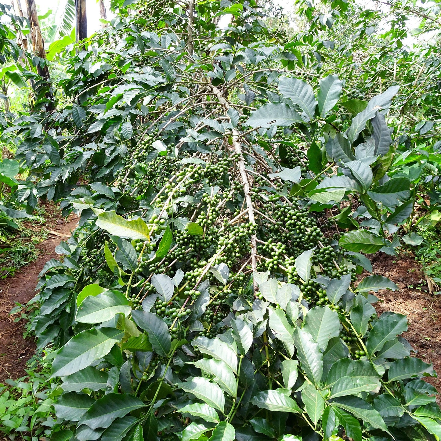 【スペシャルティー(カフェインあり)】JASオーガニック ルワンダミコフ生豆JASマーク付き