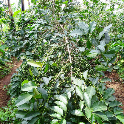 【スペシャルティー(カフェインあり)】JASオーガニック ルワンダミコフ生豆JASマーク付き