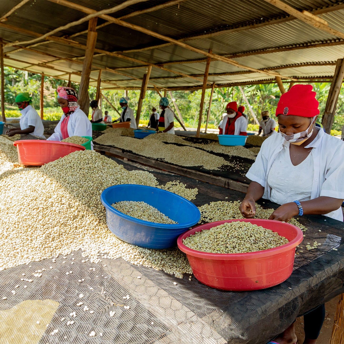 【スペシャルティー(カフェインあり)】JASオーガニック ルワンダミコフ生豆JASマーク付き