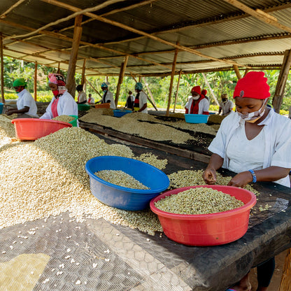 【スペシャルティー(カフェインあり)】JASオーガニック ルワンダミコフ生豆JASマーク付き