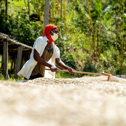 【スペシャルティー(カフェインあり)】JASオーガニック ルワンダミコフ生豆JASマーク付き