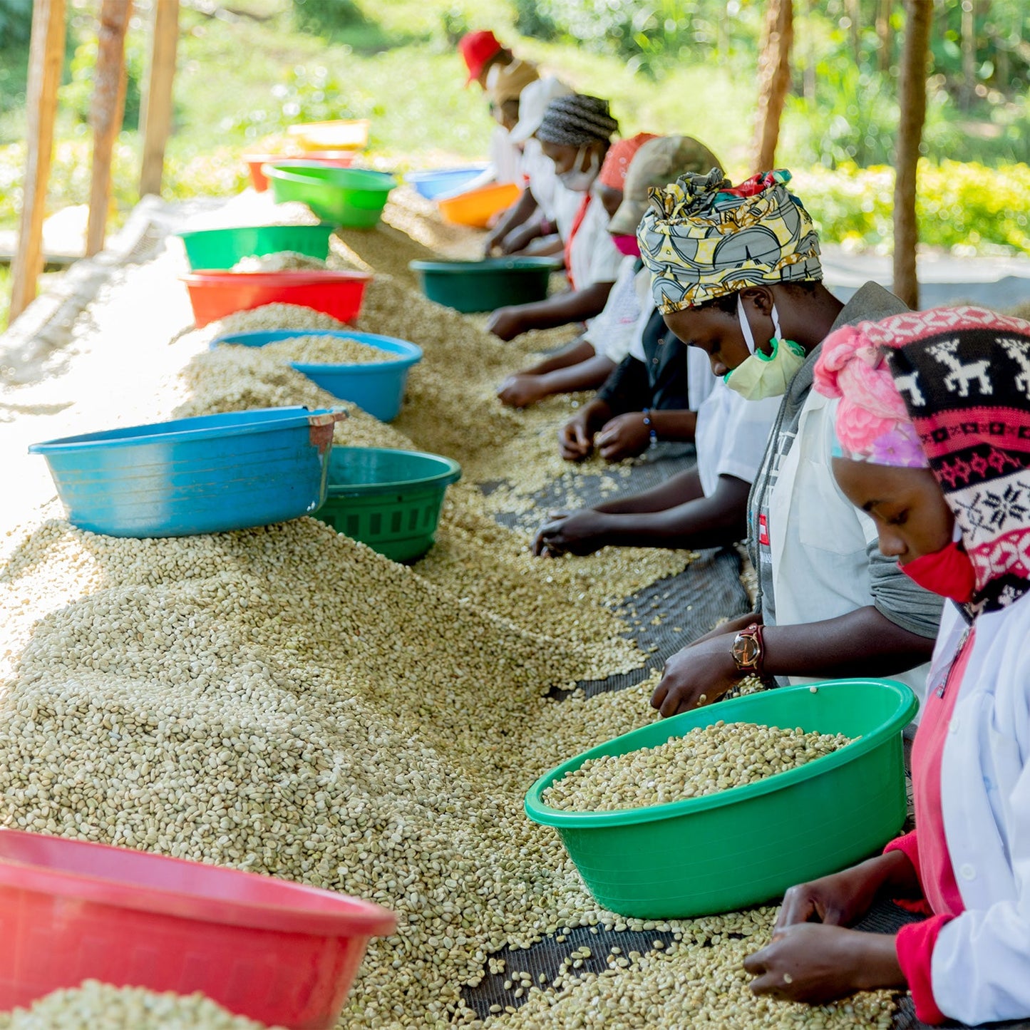 【スペシャルティー(カフェインあり)】JASオーガニック ルワンダミコフ生豆JASマーク付き