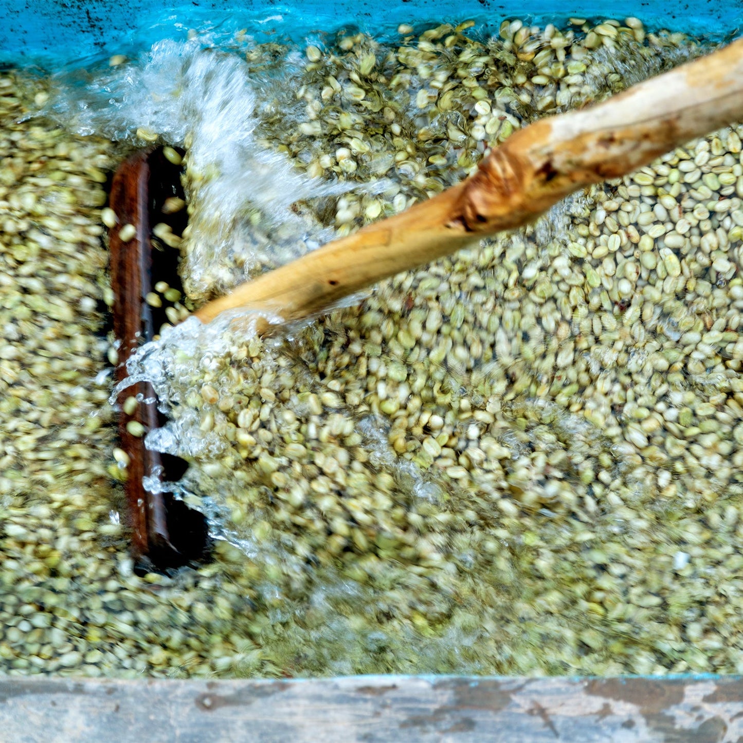 【スペシャルティー(カフェインあり)】JASオーガニック ルワンダミコフ生豆JASマーク付き