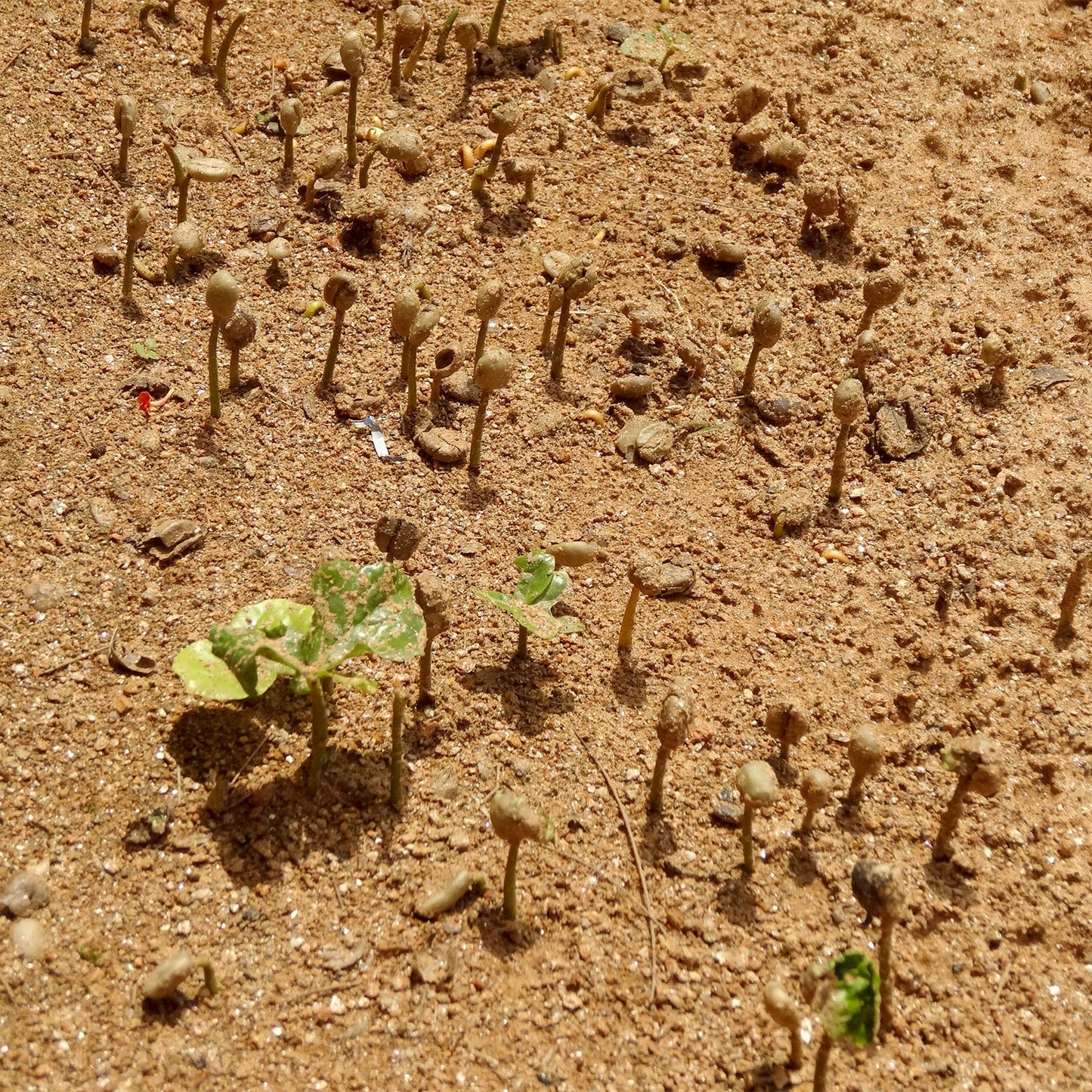 【スペシャルティー(カフェインあり)】JASオーガニック ルワンダミコフ生豆JASマーク付き