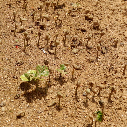 【スペシャルティー(カフェインあり)】JASオーガニック ルワンダミコフ生豆JASマーク付き