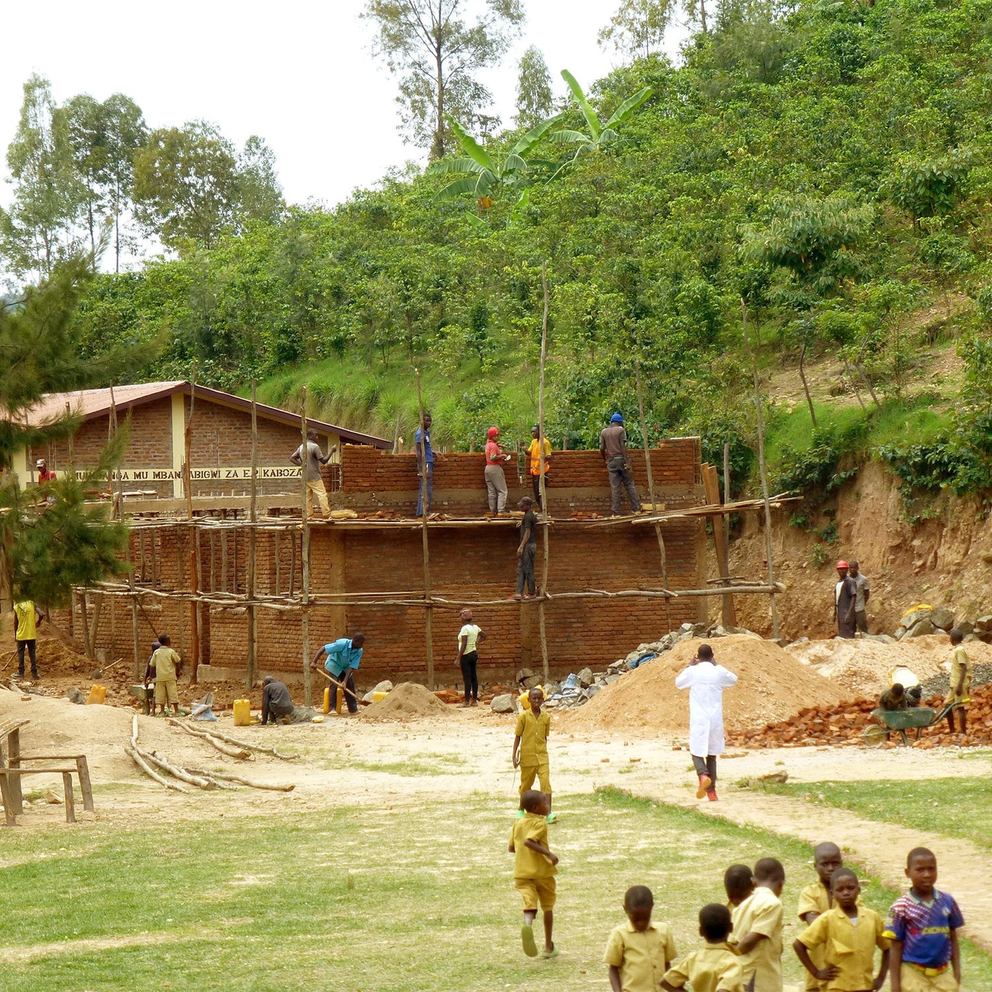 【スペシャルティー(カフェインあり)】JASオーガニック ルワンダミコフ生豆JASマーク付き