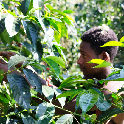 【生豆】オーガニックJAS認証 エチオピア グジ シャキッソ デカフェ マウンテンウォータープロセス