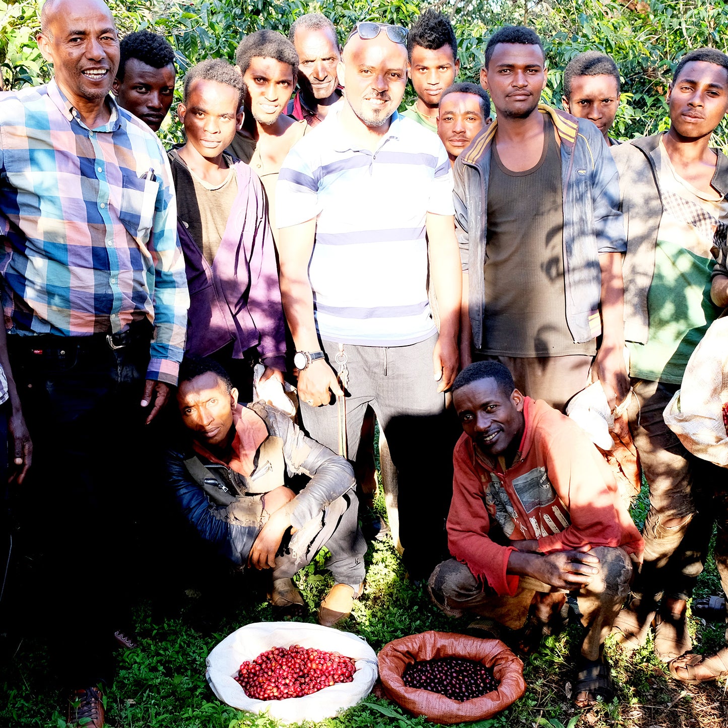 【スペシャルティー(カフェインあり)】JASオーガニック エチオピアシャキッソ 生豆JASマーク付き