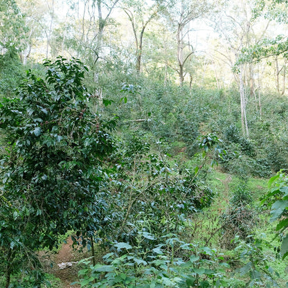 【生豆】オーガニックJAS認証 エチオピア グジ シャキッソ デカフェ マウンテンウォータープロセス