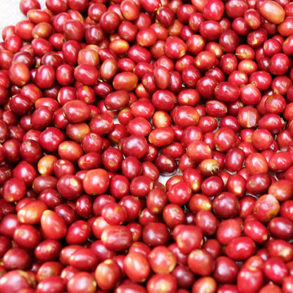 【生豆】オーガニックJAS認証 エチオピア グジ シャキッソ デカフェ マウンテンウォータープロセス